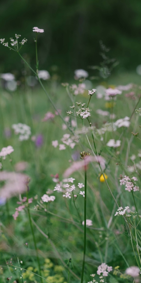 Eine Blumenwiese auf der Waldalp im Safiental